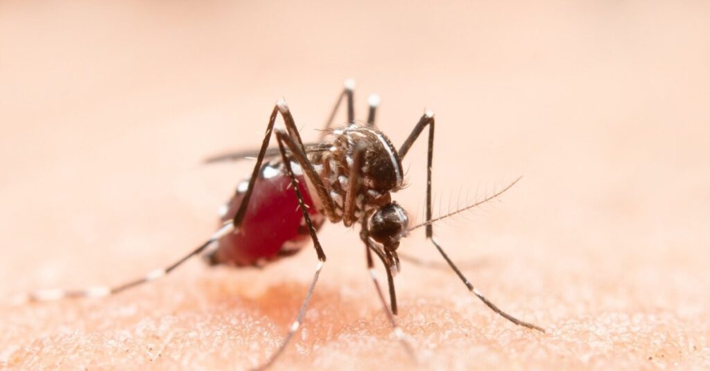 Malaria
